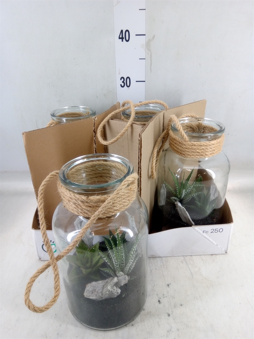 <h4>Arr.   Kamerplant Groen L%</h4>