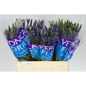 Veronica Smart Navy Blue X 25