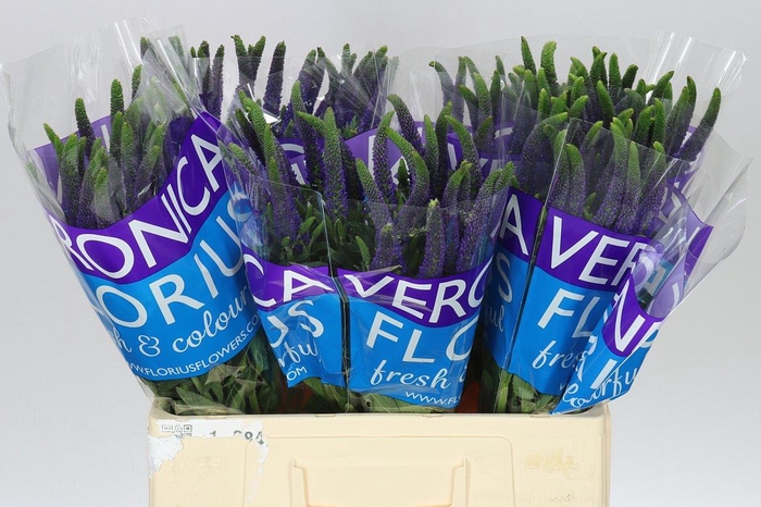 <h4>Veronica Smart Navy Blue X 25</h4>