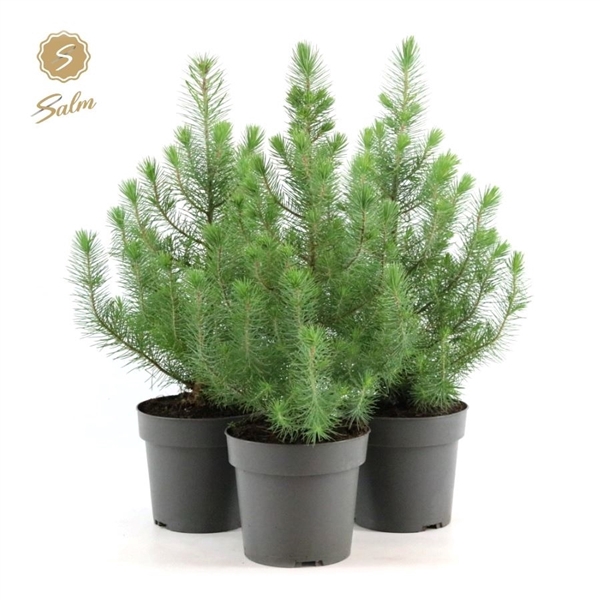 <h4>Pinus pinea 'Silver Crest' P17 40-50</h4>