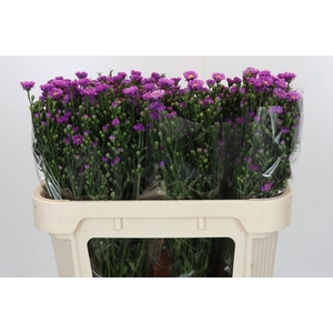 Aster Casarosa