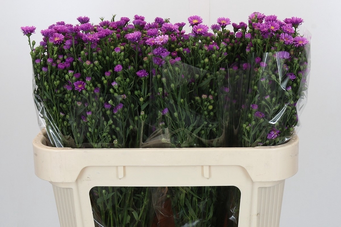 <h4>Aster Casarosa</h4>