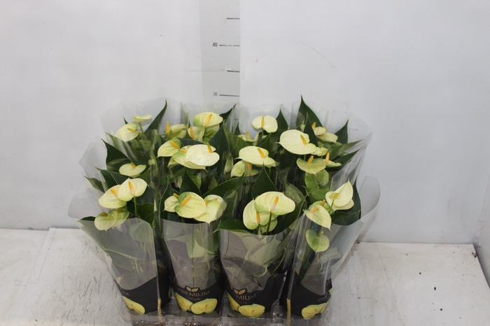 <h4>ANTHURIUM VANILLA P09 PREMIUM</h4>