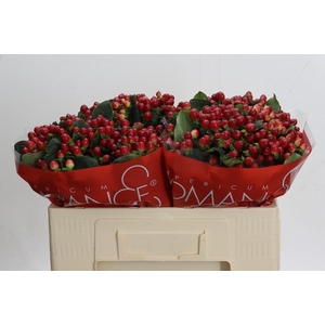 Hypericum True Romance