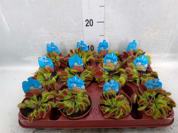 <h4>Dionaea muscipula</h4>