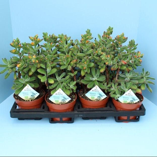 <h4>Bio Echveria pulvinata 510-PV13</h4>