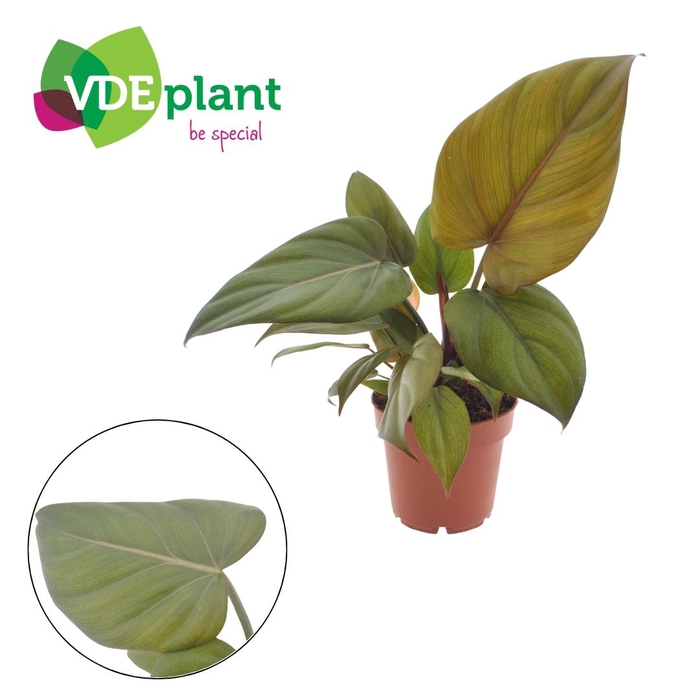 <h4>Philodendron Summer Glory 12cm</h4>