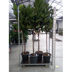 Ficus lyrata