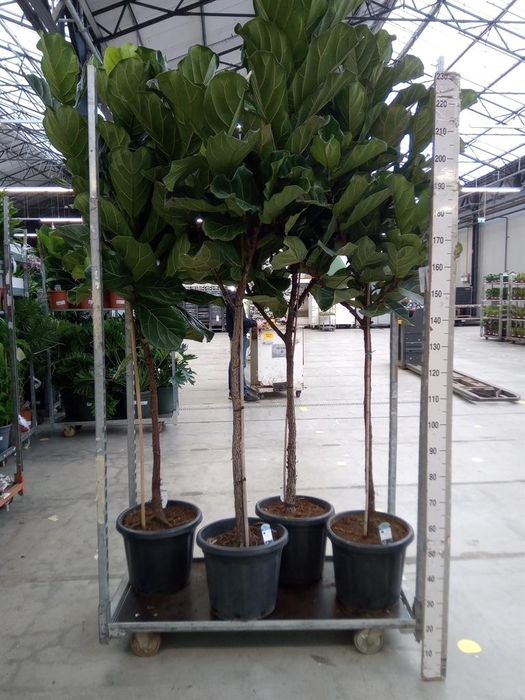 <h4>Ficus lyrata</h4>