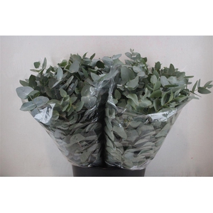 Euca Cinerea Short 150gr P Bunch