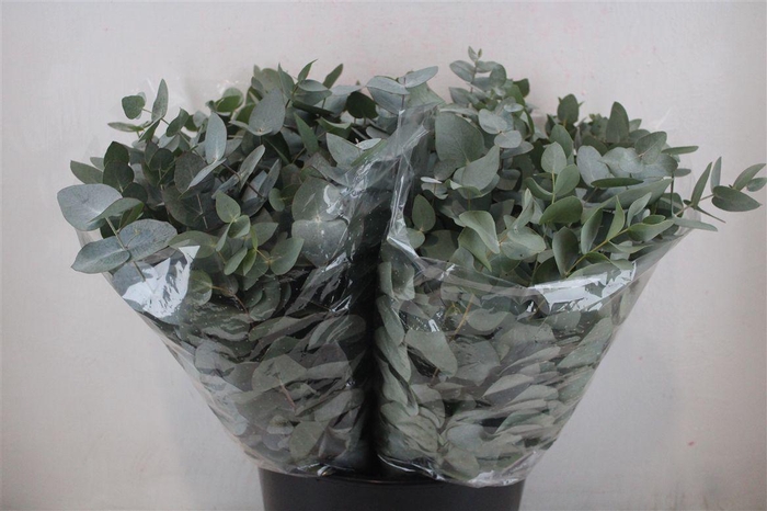 <h4>Euca Cinerea Short 150gr P Bunch</h4>