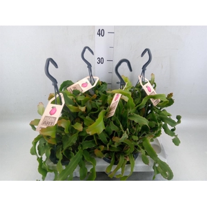 Epiphyllum guatem. var. monstrosa