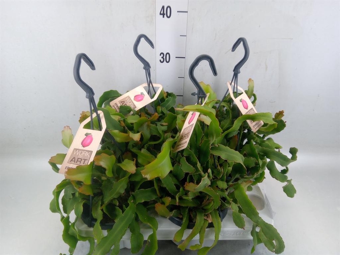 Epiphyllum guatem. var. monstrosa