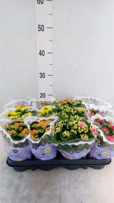 <h4>Kalanchoe blos.   ..rosebud mix  5</h4>