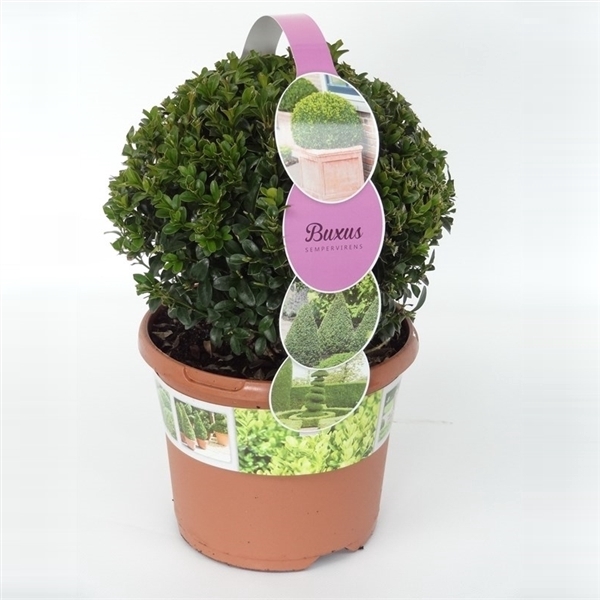 <h4>Buxus sempervirens overig</h4>