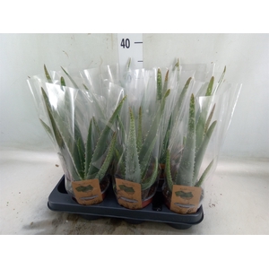 Aloe vera