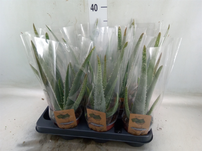 <h4>Aloe vera</h4>