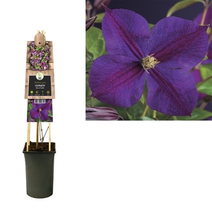 Clematis 'Star of India' +3.0 label