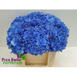 Hydrangea royal parade