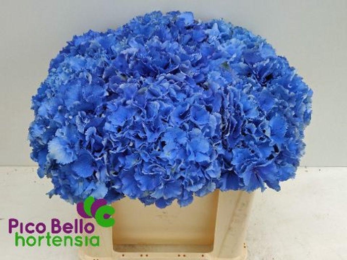 <h4>Hydrangea royal parade</h4>