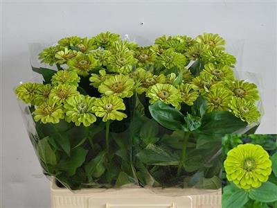 <h4>ZINNIA ELEGANS GROEN</h4>