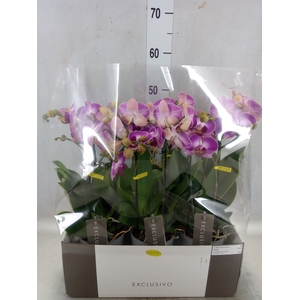 Phalaenopsis multi.   ...rose