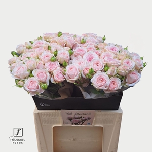 R TR Love me with falal attraction 60cm