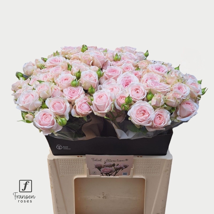 <h4>R TR Love me with falal attraction 60cm</h4>