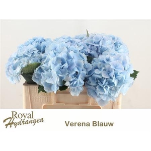 Hydr M Ch Verena Bl