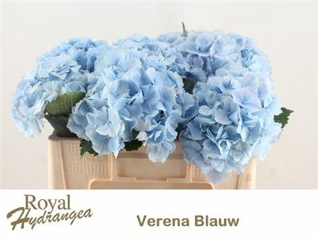 <h4>Hydr M Ch Verena Bl</h4>