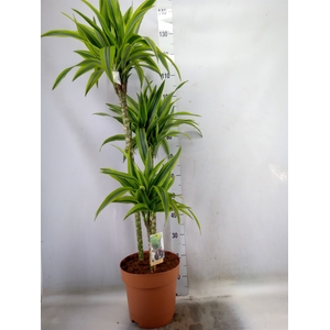 Dracaena fr de 'LemonLime'