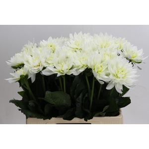 Dahlia Karma M. Zwaan