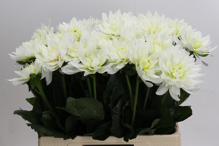 <h4>Dahlia Karma M. Zwaan</h4>