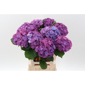 Hydr M Roy Anasta Rs