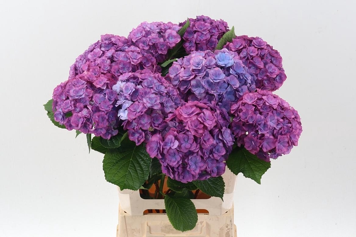 <h4>Hydr M Roy Anasta Rs</h4>