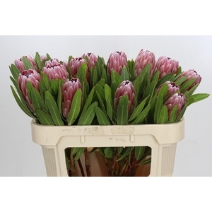 Protea Pink Ice