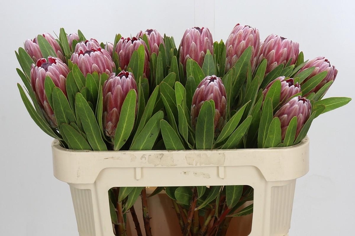 <h4>Protea Pink Ice</h4>