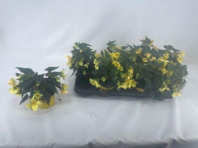 <h4>Begonia beauvilia lemon</h4>