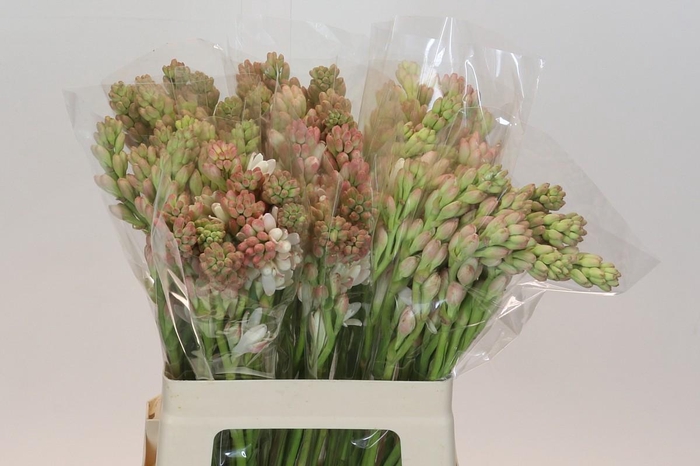 <h4>Polianthes Tuberosa</h4>