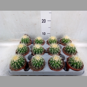 Echinocactus grusonii