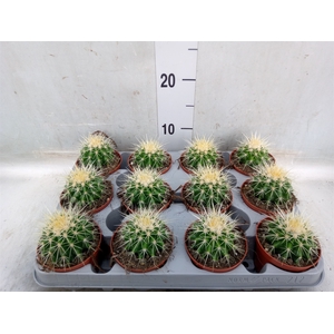 Echinocactus grusonii