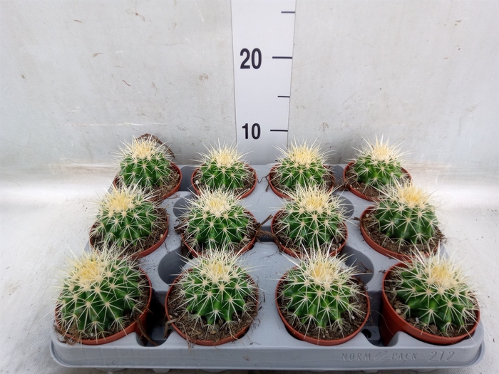 <h4>Echinocactus grusonii</h4>