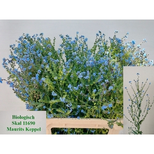 CYNOGLOSSUM AMABI ZD
