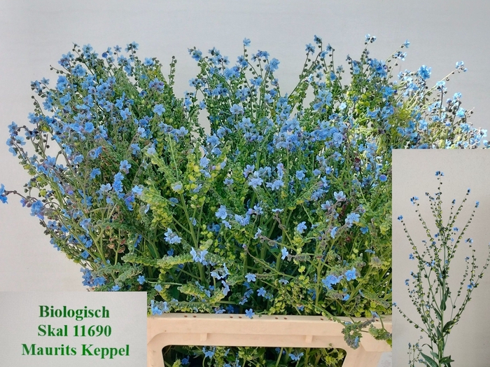 <h4>CYNOGLOSSUM AMABI ZD</h4>