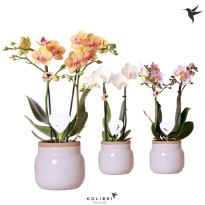 Kolibri Orchids Phalaenopsis mix 2 spike in Vintage Bowl white