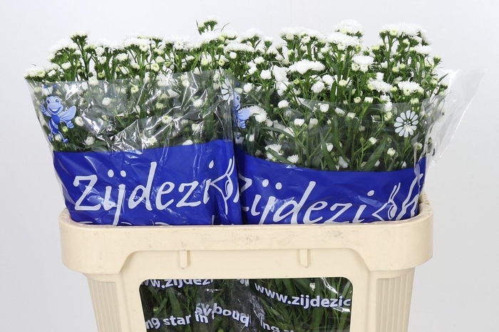 <h4>ASTER CASSY ASTER CASSY</h4>