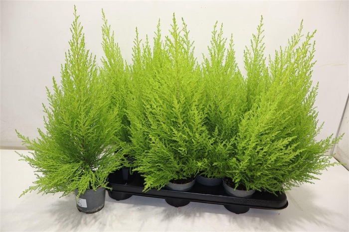 <h4>Cupr Ma Goldc Wilma</h4>