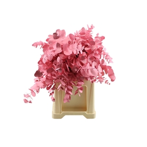 Euca Klb. Cinerea Roze