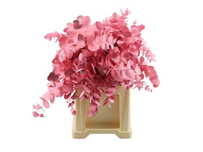 <h4>Euca Klb. Cinerea Roze</h4>