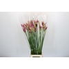 Nerine Katjana